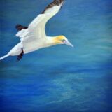 Auction painting. Gannet 24"x24" oil on box canvas.